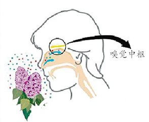 隆鼻會(huì)影響人的嗅覺(jué)