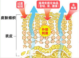 皮膚組織圖 皮膚組織圖
