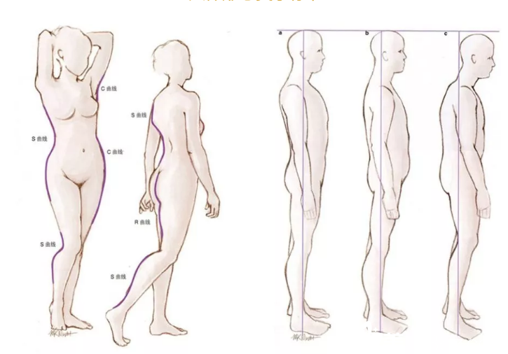 人體形態(tài)美學(xué)標(biāo)準(zhǔn)