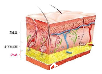 面部提升圖解 面部提升圖解