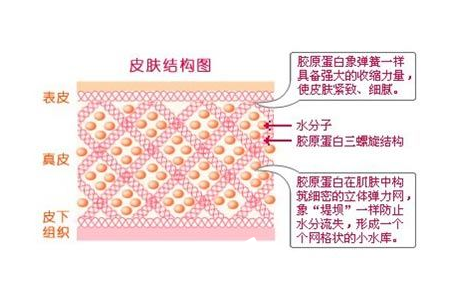 膠原蛋白對人體有哪些美容功效