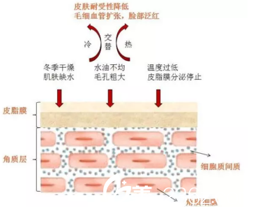 紅血絲分布圖