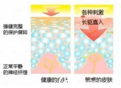 正常皮膚與敏感肌的對比