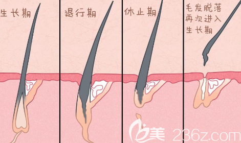 毛發(fā)生長圖解