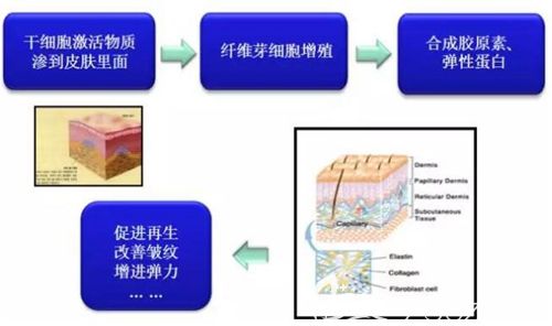 在皮膚中起到的作用 在皮膚中起到的作用