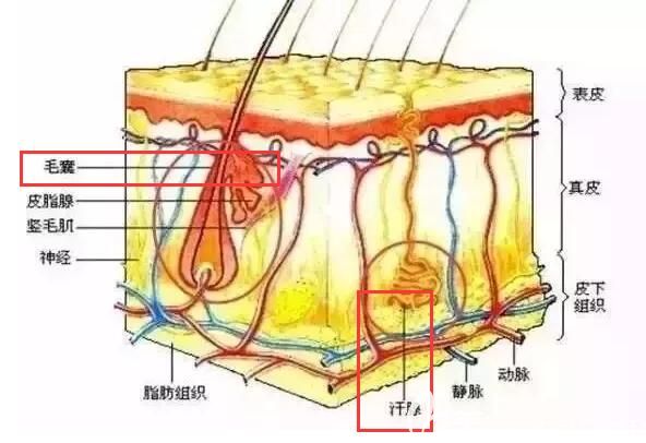 江子旭分享激光脫毛不會影響排汗
