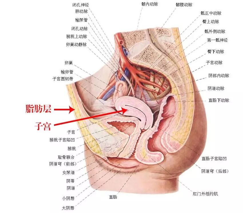 揚(yáng)州美貝爾醫(yī)生分享吸脂不影響懷孕