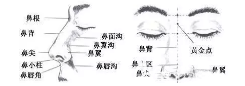 鼻部結構示意圖