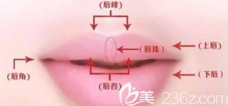 美唇標(biāo)準(zhǔn)示意圖