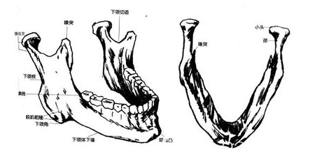 磨腮削骨位置圖片