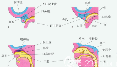 鼻部結(jié)構(gòu)