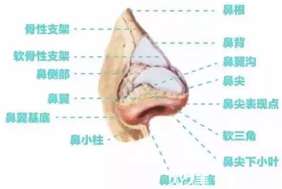 鼻子的美學(xué)標(biāo)準(zhǔn) 鼻子的美學(xué)標(biāo)準(zhǔn)