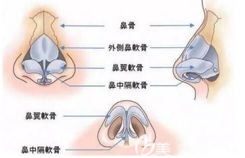鼻頭縮小部位圖解