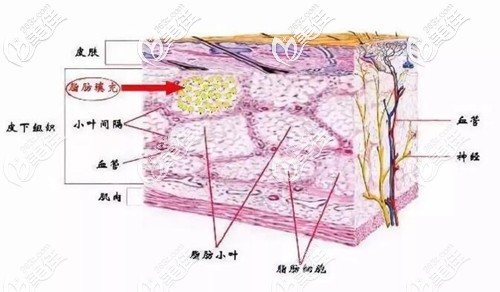 皮下脂肪分布原理圖 皮下脂肪分布原理圖
