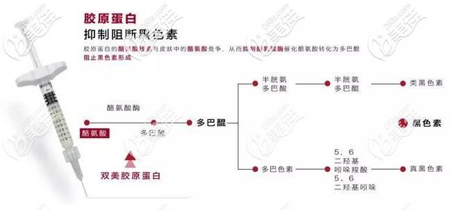 雙美膠原蛋白去黑眼圈原理