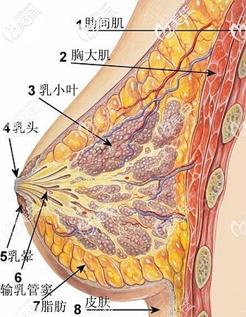 解析胸部的不同層次 解析胸部的不同層次
