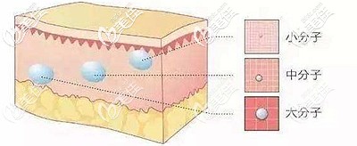 玻尿酸分子的不同