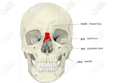 梨狀孔點 梨狀孔點