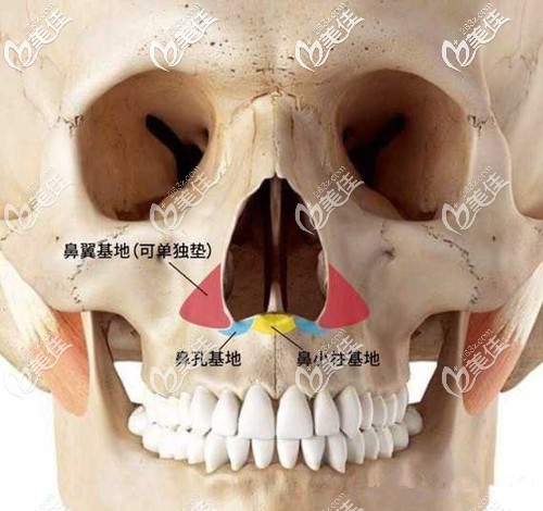鼻基底填充的位置