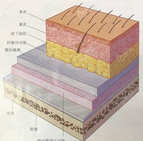 頭皮毛囊組織結(jié)構(gòu)圖解