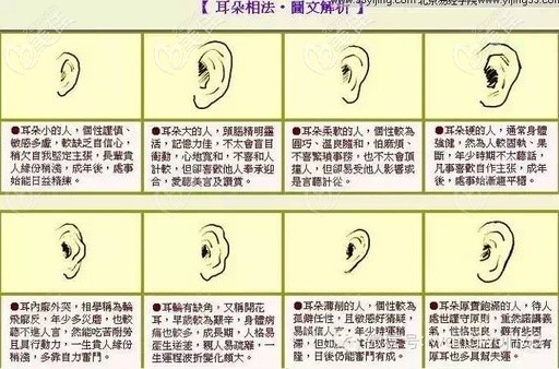 不同形狀的耳朵 不同形狀的耳朵