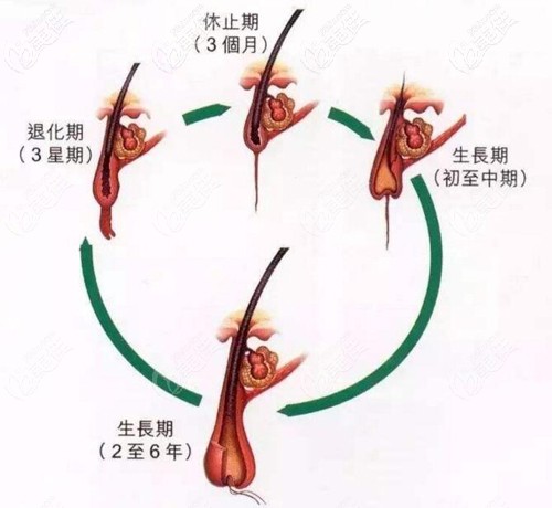 毛發(fā)的生長(zhǎng)周期 毛發(fā)的生長(zhǎng)周期