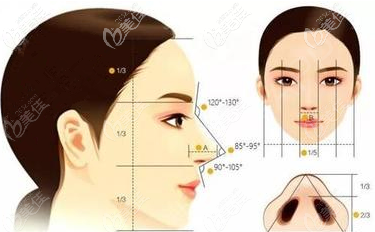 北京彤美做鼻子依據(jù)的鼻部美學(xué)原理示意圖