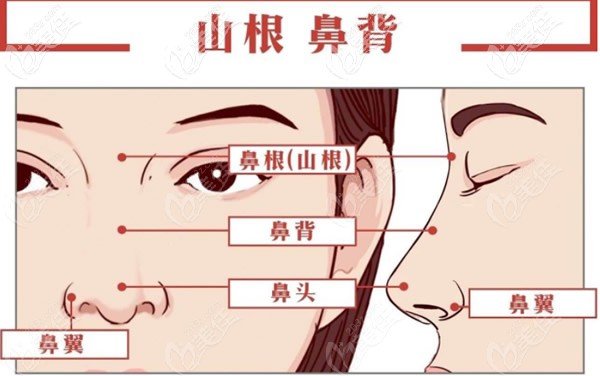 山根也稱鼻根 山根也稱鼻根