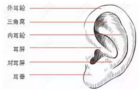 耳朵的組成部分 耳朵的組成部分
