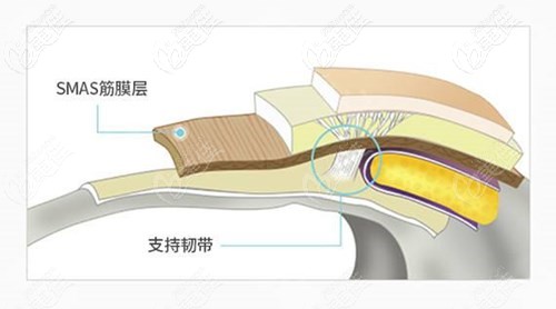面部皮膚不同層次組織 面部皮膚不同層次組織