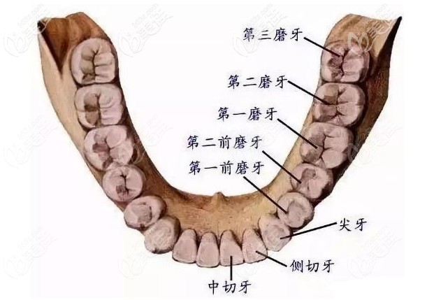 牙齒結(jié)構(gòu)圖 牙齒結(jié)構(gòu)圖