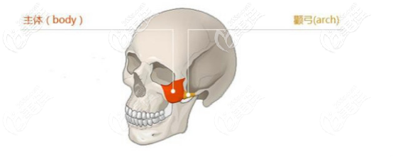 顴骨和顴弓區(qū)別圖
