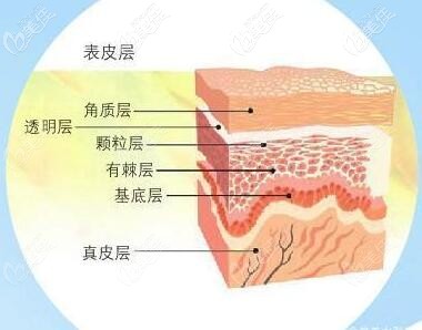 水剝離皮膚結(jié)構(gòu)圖 水剝離皮膚結(jié)構(gòu)圖