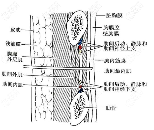 胸膜和肋軟骨的距離