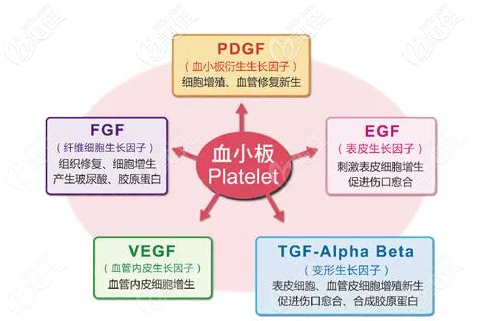 PRP的作用機制就是血小板的功能 PRP的作用機制就是血小板的功能