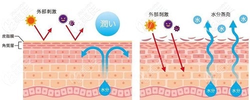 皮脂膜可以有效鎖水