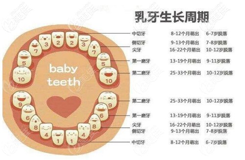 一張圖搞懂兒童換牙齒的年齡和順序