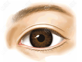 富有雙眼皮的眼睛示意圖