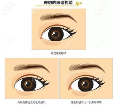 理想的眼睛構(gòu)造圖