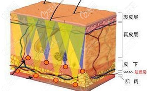 面部皮膚的不同層次