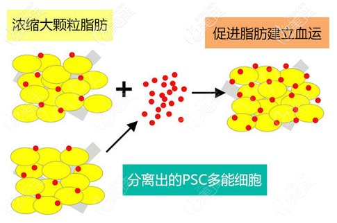 分離出更多PSC多能細胞